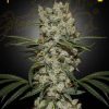 Super Silver Haze feminizada de Green House Seeds