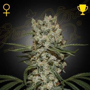 Super Silver Haze feminizada de Green House Seeds