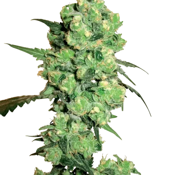 Super Skunk regular de White Label Seeds