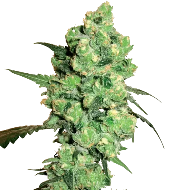 Super Skunk regular de White Label Seeds