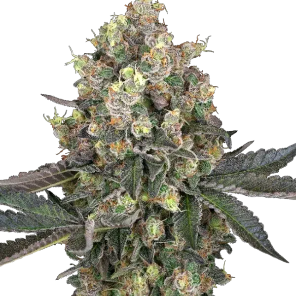 Sweet Berry Breeze feminizada de White Label Seeds