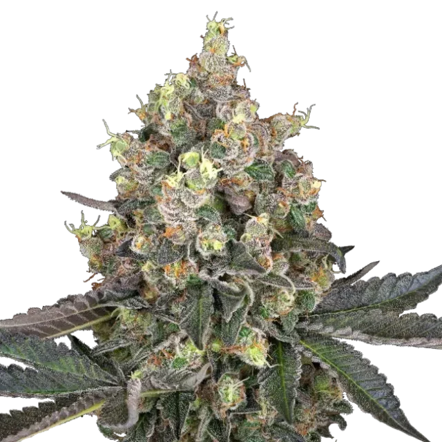 Sweet Berry Breeze feminizada de White Label Seeds