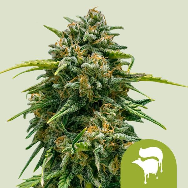 Sweet Skunk Auto de Royal Queen Seeds