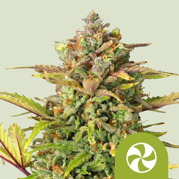 Sweet ZZ Auto de Royal Queen Seeds