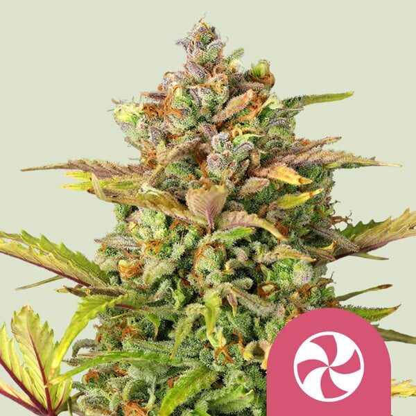 Sweet ZZ feminizada de Royal Queen Seeds