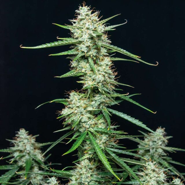 Syrup Auto de Buddha Seeds