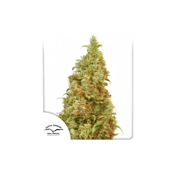 THC Victory feminizada de Dutch Passion