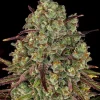 Tangerine Dream feminizada de Barney's Farm