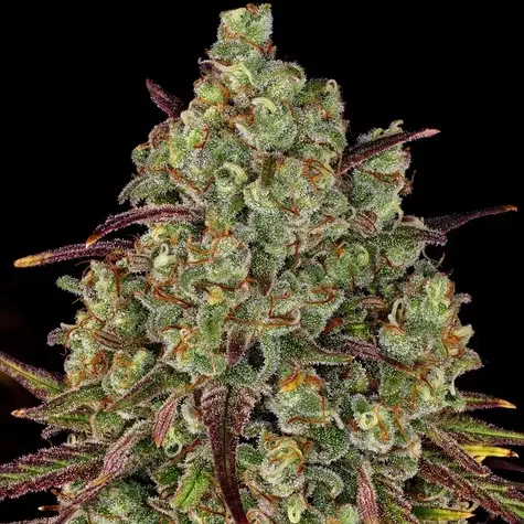 Tangerine Dream feminizada de Barney's Farm