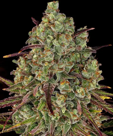 Tangerine Dream feminizada de Barney's Farm