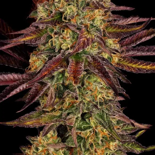 Tangerine Sorbet feminizada de Paradise Seeds