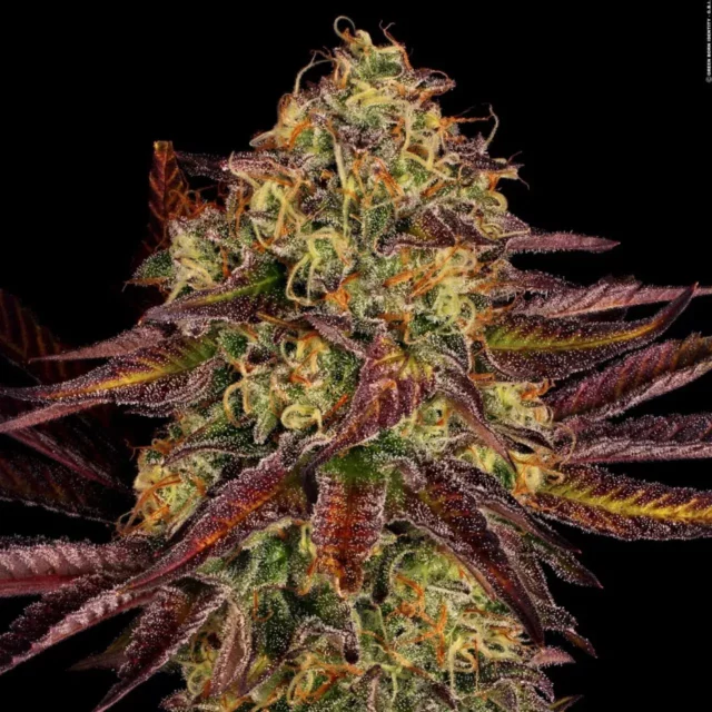Tangerine Sorbet feminizada de Paradise Seeds