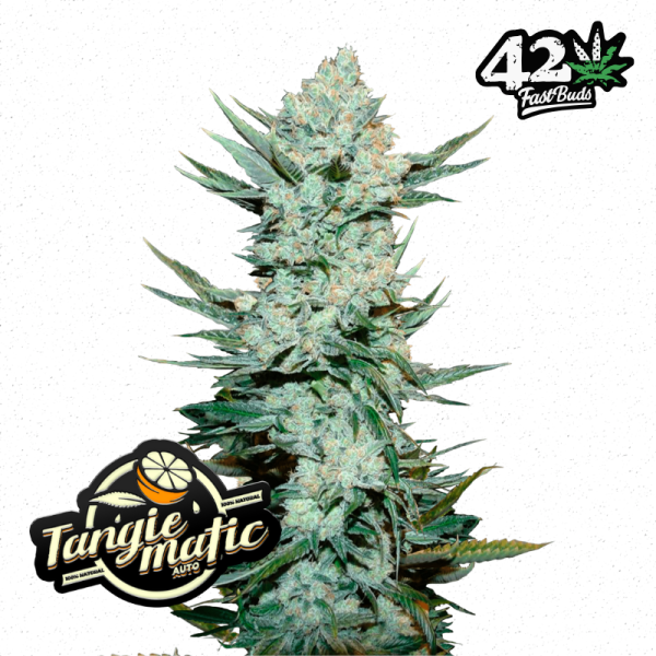 Tangie Auto de FastBuds