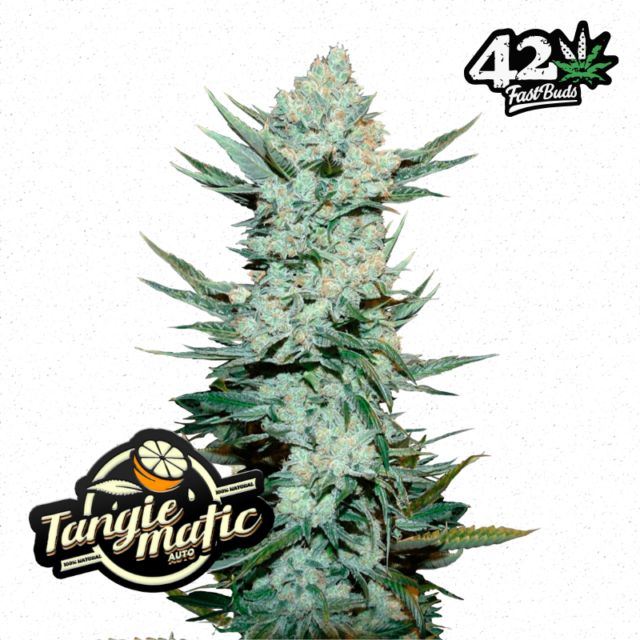Tangie Auto de FastBuds