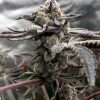 Tangie Candie feminizada de Elev8 Seeds