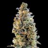 ThunderSnow feminizada de Elev8 Seeds