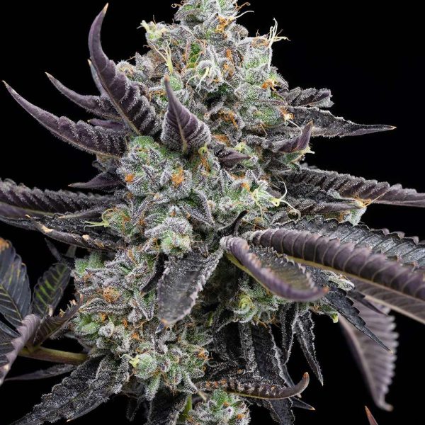 Tie Die feminizada de Cookies Seed Bank
