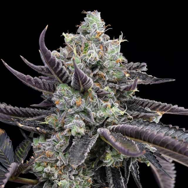 Tie Die feminizada de Cookies Seed Bank