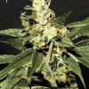 Train Wreck feminizada de Green House Seeds