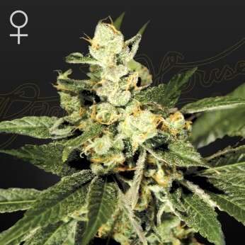 Train Wreck feminizada de Green House Seeds