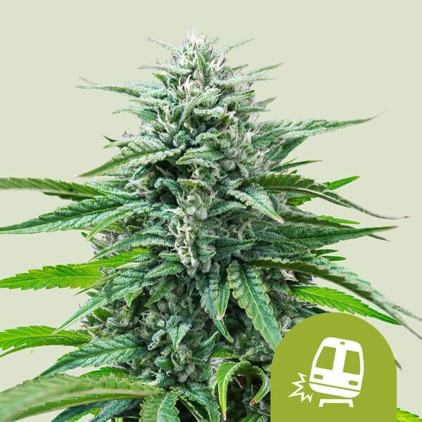 Trainwreck Auto de Royal Queen Seeds