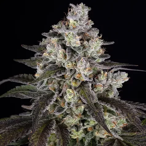 Trainwreck Feminizada de Barney's Farm