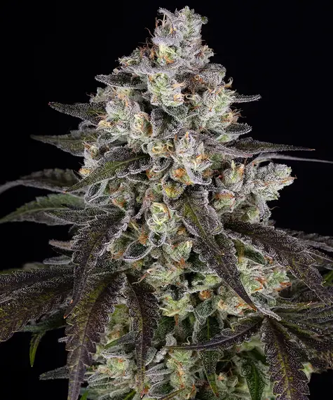 Trainwreck Feminizada de Barney's Farm