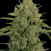 Triple Cheese feminizada de Barney's Farm