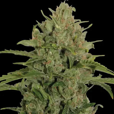 Triple Cheese feminizada de Barney's Farm