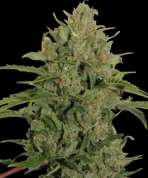 Triple Cheese feminizada de Barney's Farm