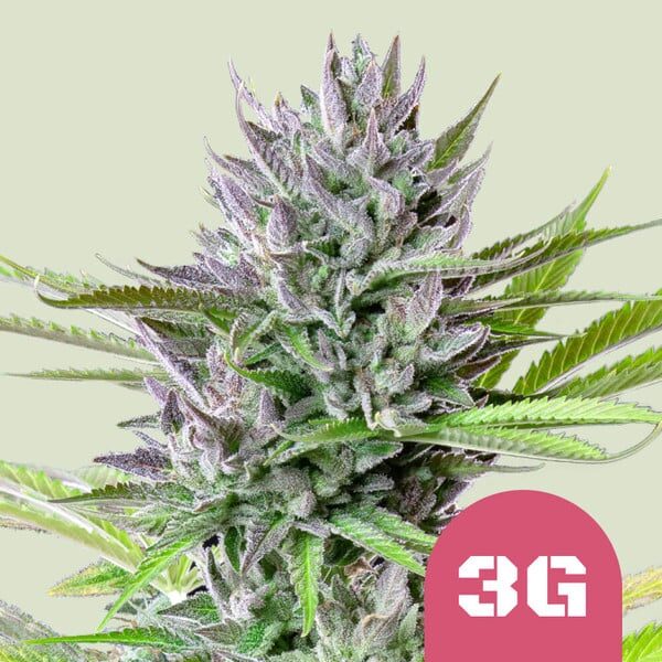 Triple G feminizada de Royal Queen Seeds (3G)