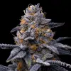 Trop Cookies x Hollywood feminizada de Cookies Seed Bank