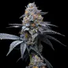 Trop Cookies x Hollywood feminizada de Cookies Seed Bank