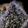 Trop Cookies x Hollywood feminizada de Cookies Seed Bank