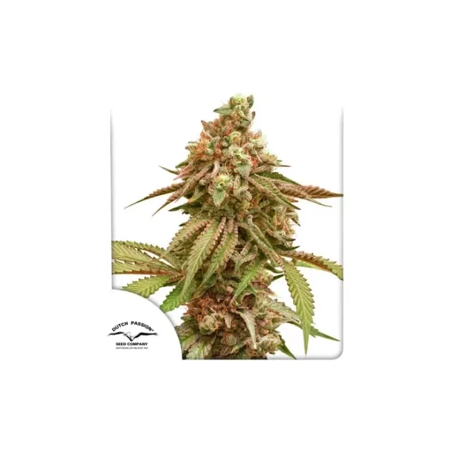 Tropical Tangie feminizada de Dutch Passion
