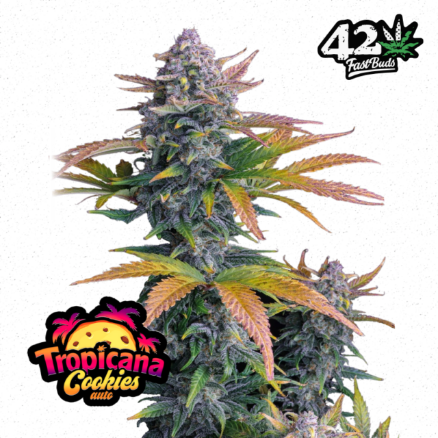 Tropicanna Cookies Auto de Fastbuds