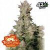 Tropicanna Cookies FastFlowering feminizada de Fastbuds