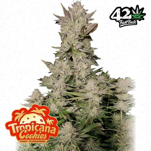 Tropicanna Cookies FastFlowering feminizada de Fastbuds
