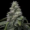 UK Cheese x Hollywood feminizada de Cookies Seed Bank