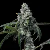 UK Cheese x Hollywood feminizada de Cookies Seed Bank