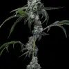UK Cheese x Hollywood feminizada de Cookies Seed Bank