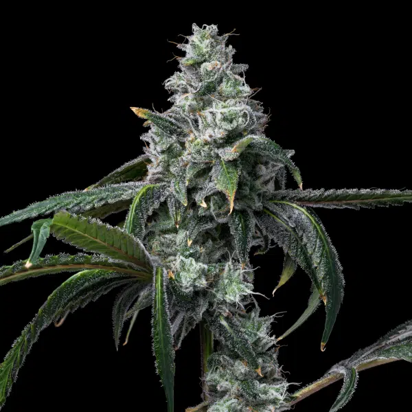 UK Cheese x Hollywood feminizada de Cookies Seed Bank