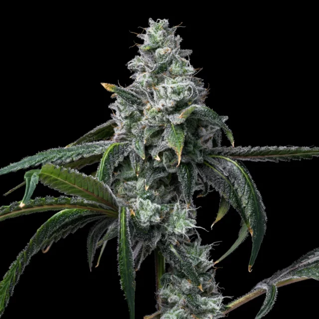 UK Cheese x Hollywood feminizada de Cookies Seed Bank