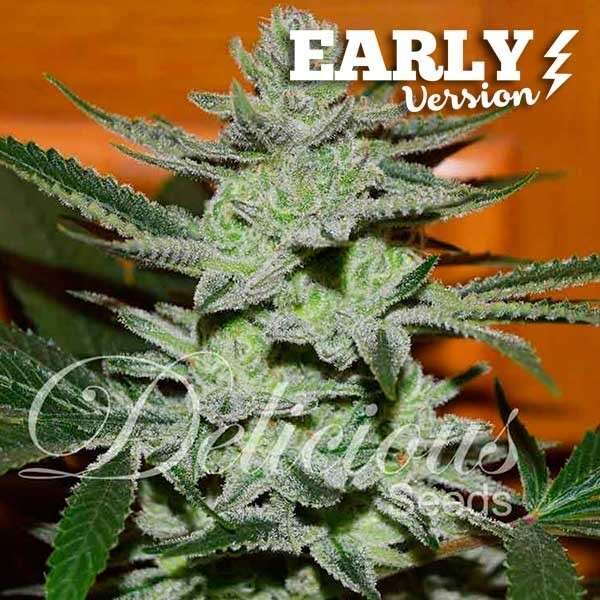 Unknown Kush Early Version feminizada de Delicious Seeds
