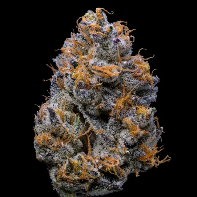 Velvet Cream feminizada de Cookies Seed Bank