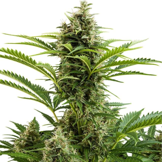 Vesta Auto de Buddha Seeds