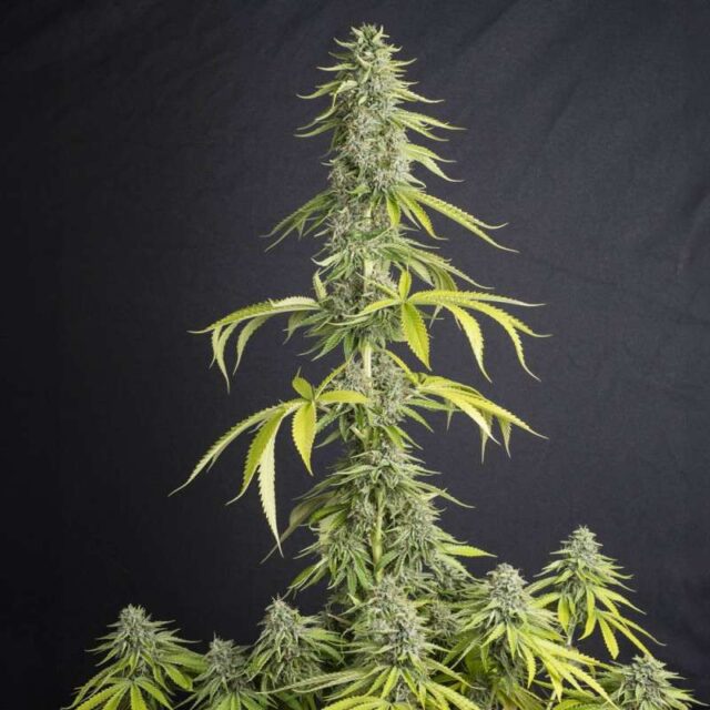 Viejo Toby feminizada de Eva Seeds