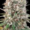 Wappa feminizada de Paradise Seeds
