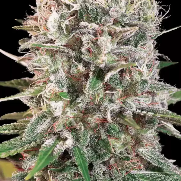 Wappa feminizada de Paradise Seeds