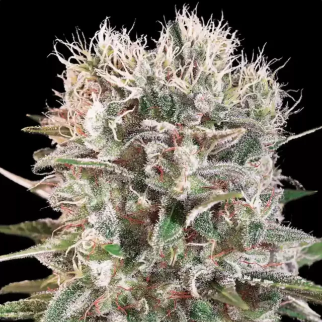 Wappa feminizada de Paradise Seeds